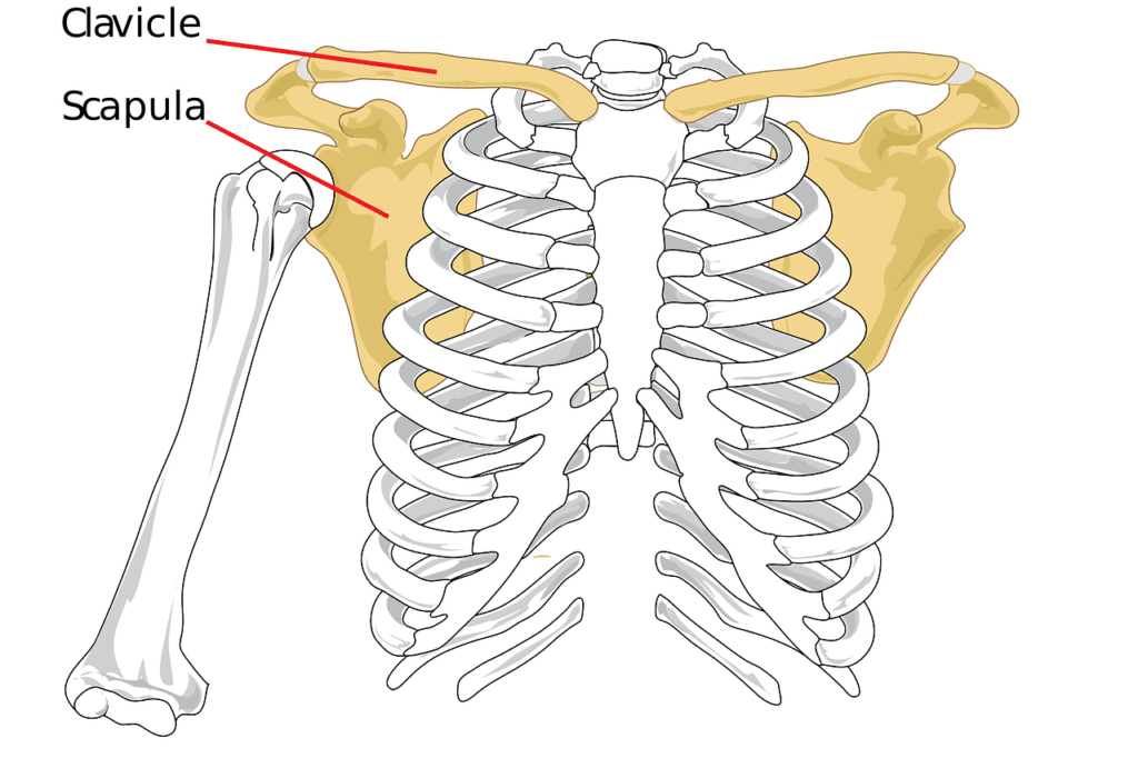 K Anatomie Schultergelenk